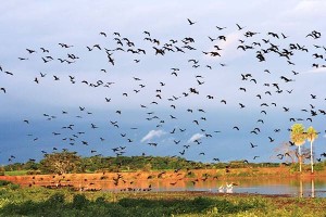 10449707 10152474492303498 311109642 n 300x200 10449707 10152474492303498 311109642 n