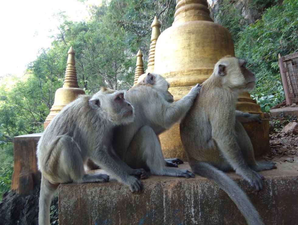 DSC04771 980x740 Pai, Chiang Mai, Krabi und Phi Phi