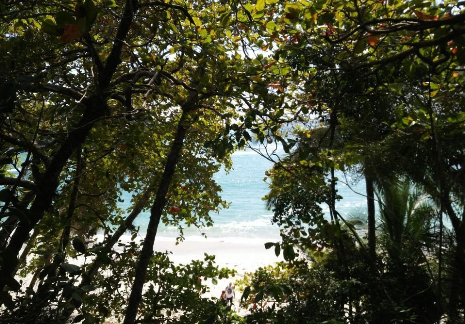 cubaIMG 20171031 095119 1520x1060 Costa Rica   Manuel Antonio Nationalpark