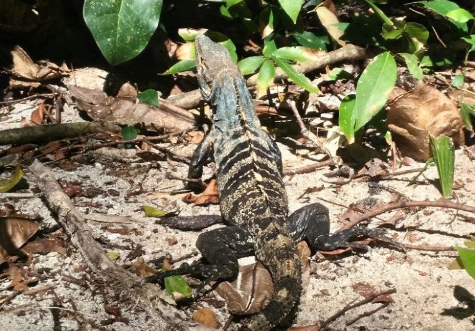 cubaIMG 20171031 121743 1520x1060 Costa Rica   Manuel Antonio Nationalpark