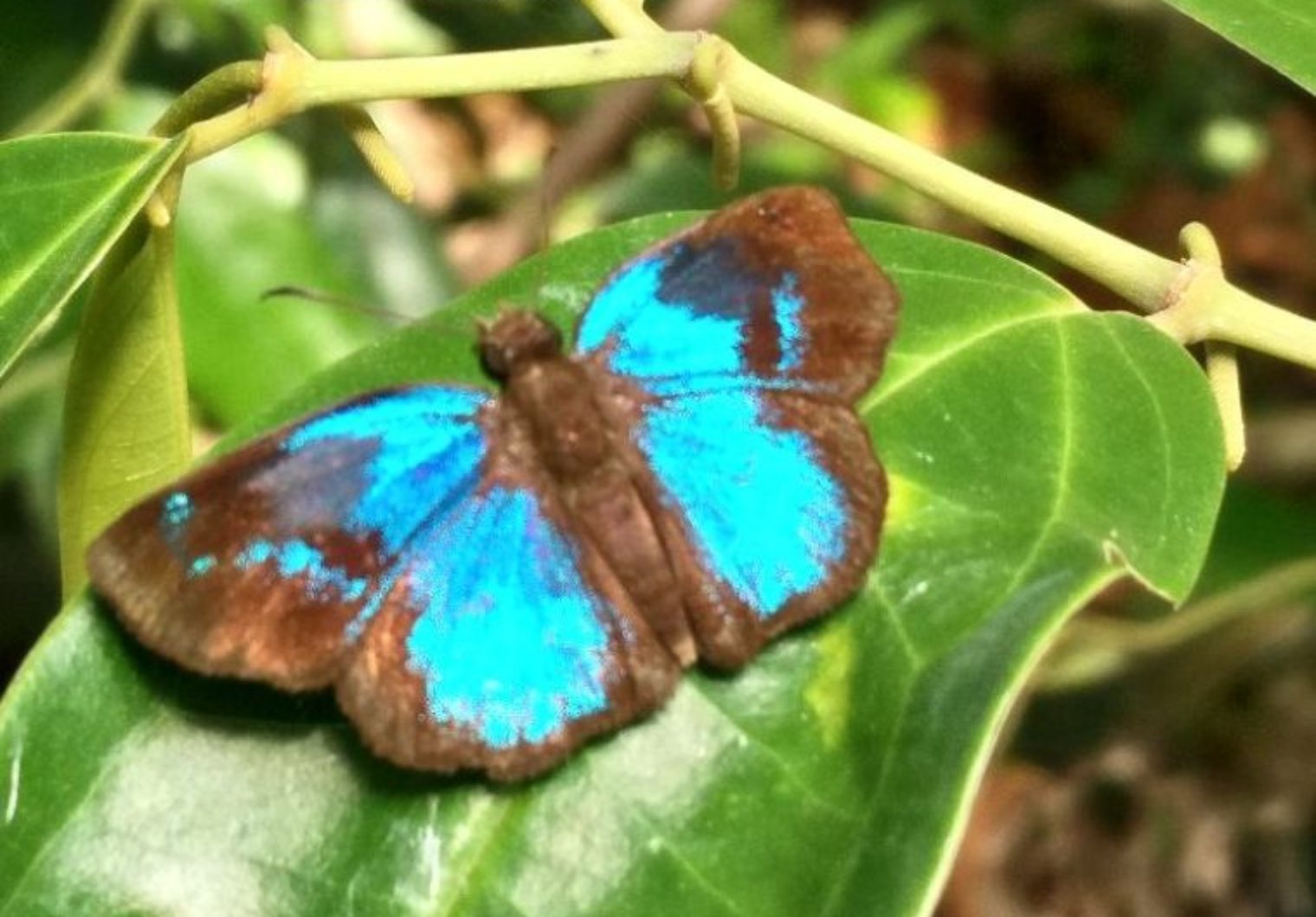 cubaIMG 20171031 125449 1520x1060 Costa Rica   Manuel Antonio Nationalpark